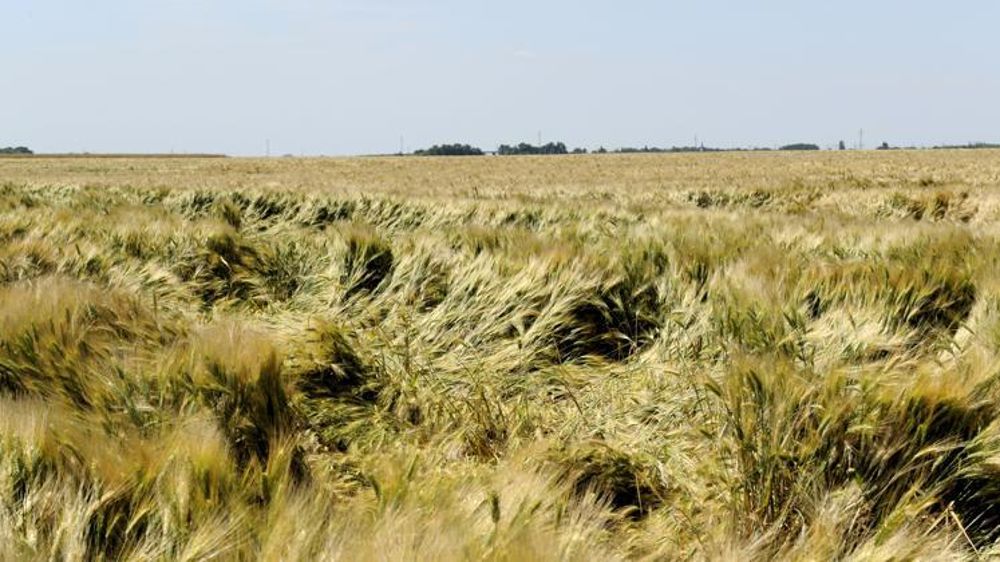 Les conditions d’application des produits doivent être respectées afin de garantir leur efficacité, limiter la phytotoxicité et préserver le rendement. © Ph. Montigny/Filimages